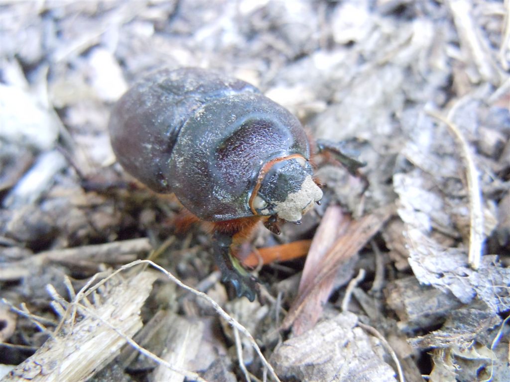 Oryctes nasicornis femmina morta